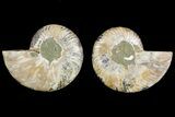 Agate Replaced Ammonite Fossil - Madagascar #150902-1